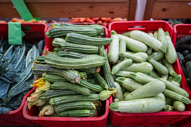 Single zucchini on a pink background with copy space. Nutritious organic vegetable.