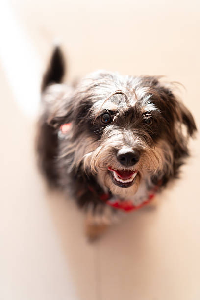 Cute brown Yorkshire Terrier puppy sitting on the floor