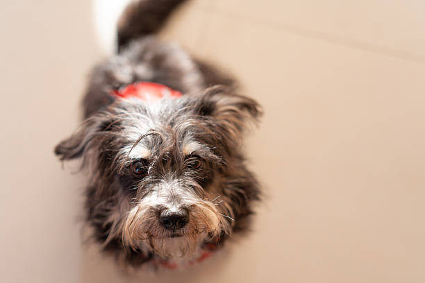 Cute golden yorkshire terrier looking away