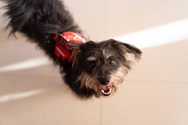 Black and white schnauzer dog portrait sitting in studio