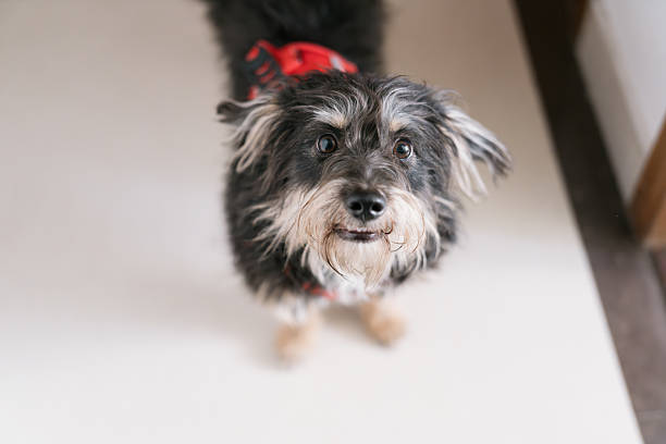 Cute Yorkshire Terrier puppy sitting on the floor