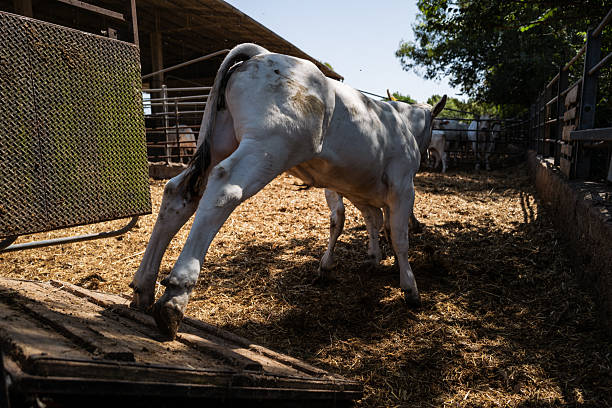White Cow Relaxing In A Green Meadow