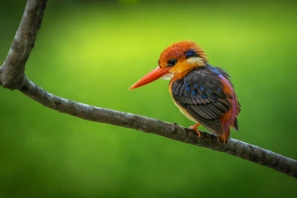 Common kingfisher, Alcedo atthis, in the marsh of the albufera of Valencia, Spain
