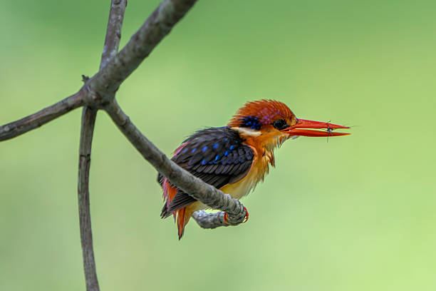 A rare visitor bird, the Oriental Dwarf aka Black-backed Kingfisher or three-toed kingfisher perching on a tree branch in Singapore Botanic Garden with copy space