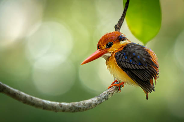 A rare visitor bird, the Oriental Dwarf aka Black-backed Kingfisher or three-toed kingfisher perching on a tree branch in Singapore Botanic Garden