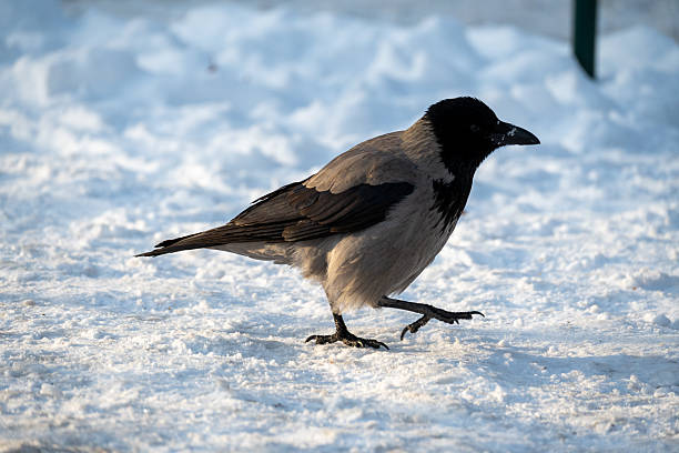 Hooded crow walking on snowy ground during winter, showing urban wildlife behavior and adaptation to cold weather in a natural outdoor environment.