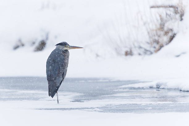 Common bird Species in the Czech Republic