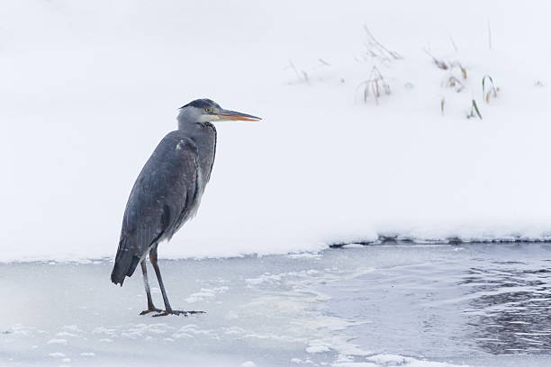 Common bird Species in the Czech Republic