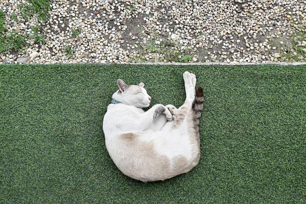 peaceful resting pose of pet and contrasting textures of grass and gravel create calm and cozy atmosphere, domestic life, top view