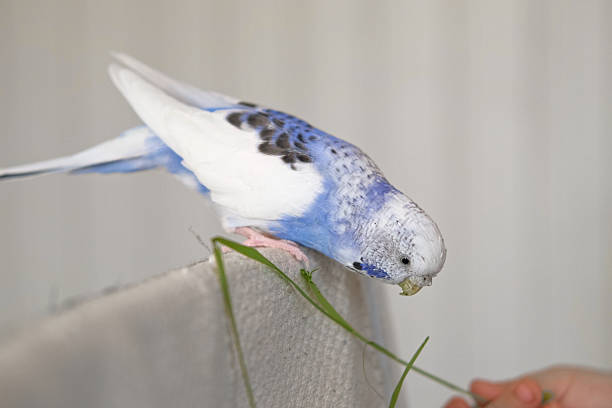 Colorful Budgerigar Feeding Playfully. Vibrant White Blue Budgie Bird is Eating green sprouted food from child hand. Bright Cozy Indoor Setting. Close-up. Funny Pet Parrot. Domestic Animal Parakeet.Cute violet tamed bird having fun with kid. Friendship, relationship with Pets. Cute domestic animals. A tamed bird. Pet parrot. High quality 4k footage. Melopsittacus undulatus. Amusing parrot. Family Vibe