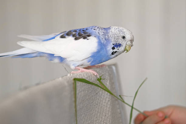 Colorful Budgerigar Feeding Playfully. Vibrant White Blue Budgie Bird is Eating green sprouted food from child hand. Bright Cozy Indoor Setting. Close-up. Funny Pet Parrot. Domestic Animal Parakeet.Cute violet tamed bird having fun with kid. Friendship, relationship with Pets. Cute domestic animals. A tamed bird. Pet parrot. High quality 4k footage. Melopsittacus undulatus. Amusing parrot. Family Vibe