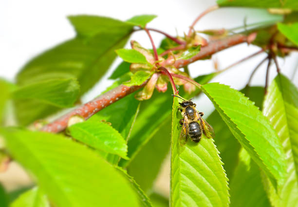Detailed macro view of a solitary bee, emphasizing its intricate anatomy and textures over a white background.