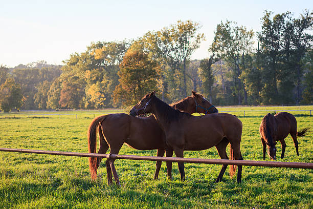 Thoroughbred Racehorses on Kentucky Farm