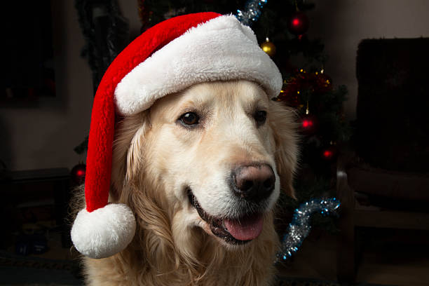 istock A Golden Retriever dog in a Christmas red hat. 2255697684
