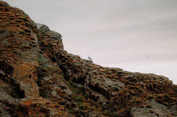 Rocky coastal cliff with orange lichen and sparse vegetation, under an overcast sky with a seagull perched on the edge.