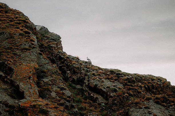Seagull perched on a rocky cliff under an overcast sky.