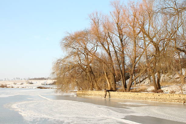 Winter scenic with icy tree branches, ducks swimming in a lake on a winter day, Evansville, IN