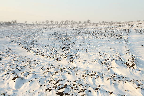 A field of snow. Outdoor. Flock. Sky. Snow. Herd