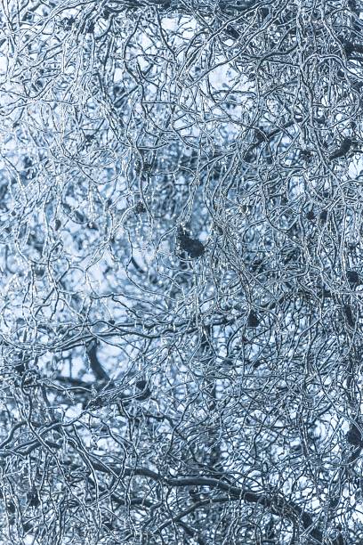 Frozen nature. Abstract nature. Chaotic lines. Global warming. Environmental concept. Nature metaphor. Tree branches in an ice crust. The glitter of ice in the sun's rays. Icy weather. Cold temperature. Winter frost. Copy space. Climate change. Extreme weather. Winter concept. Ice covered branches.