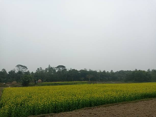 istock Open rural land under fog 2255706550