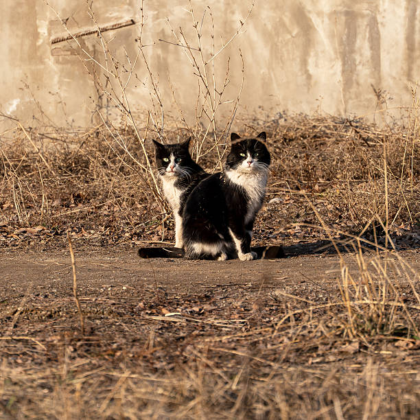 Two expressive cats