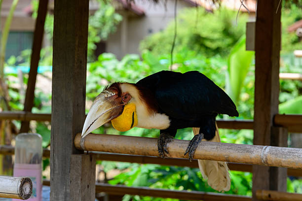 Large hornbill with a striking yellow throat and prominent curved beak sits on a bamboo railing in a shaded structure, surrounded by lush green foliage in the background. The bird's vivid plumage and textured bill are highlighted by soft natural daylight.
