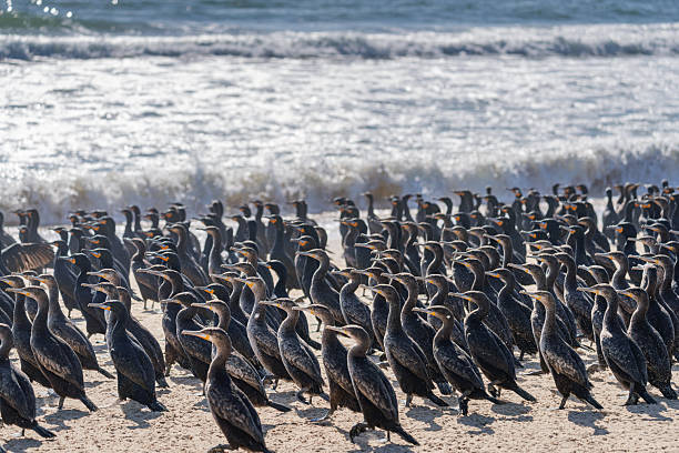 A large flock of cormorants crowds the sandy shore at Sandwich Bay, Namibia, with surf crashing in the background. The scene captures wildlife gathering, coastal atmosphere, and vibrant ocean light.