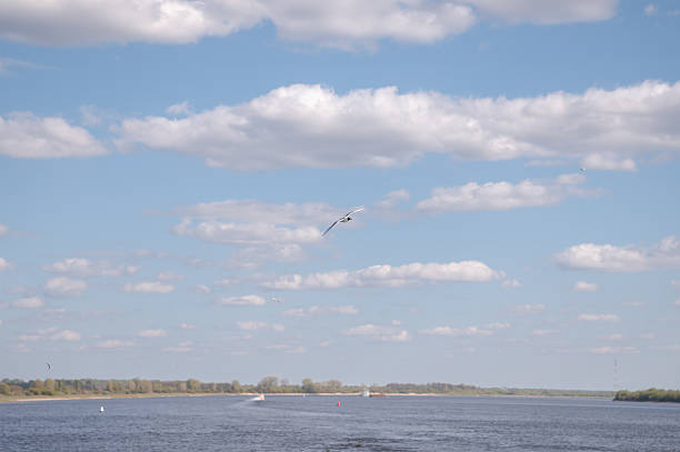 A seagull flies over the sea