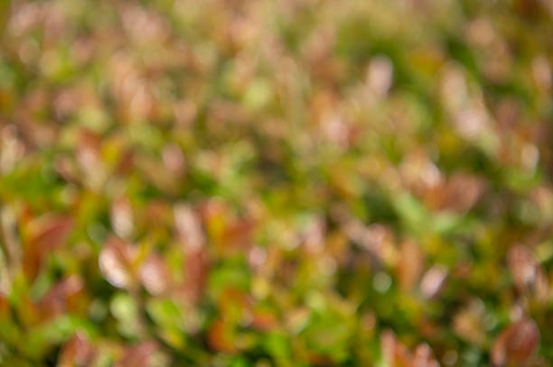 Blurred background of shrub leaves