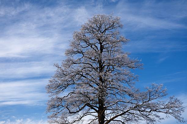 Tall leafless tree covered with frost against a bright blue sky with light clouds. Winter nature landscape showing frozen branches, cold weather and seasonal change. Clean natural background with copy space.
