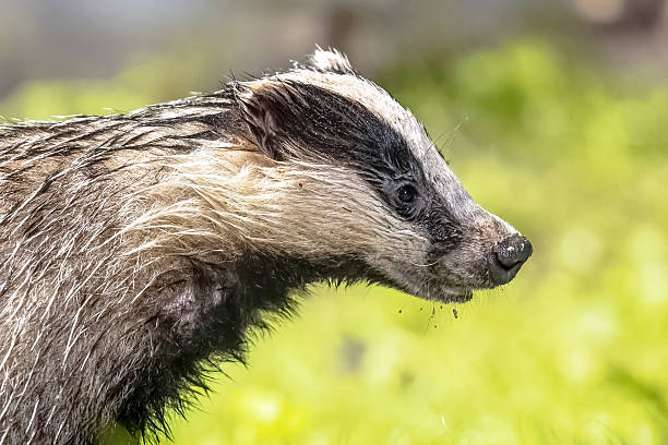 European Badger (Meles meles) walking in forest at night. Drenthe, Netherlands. Wildlife scene of nature in Europe.