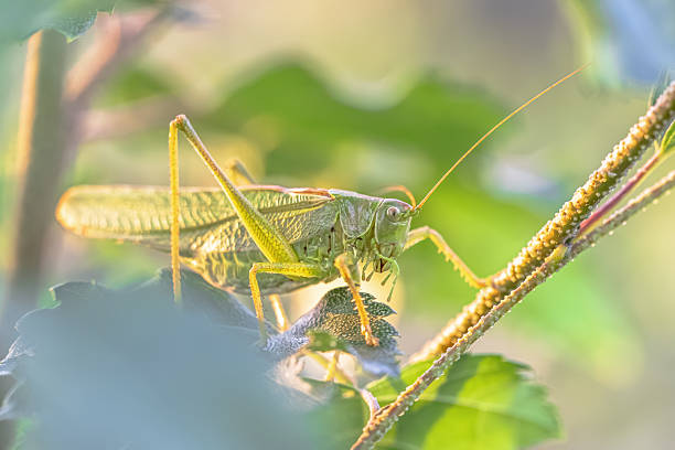 istock Great Green Bush Cricket green camouflage 2255718152