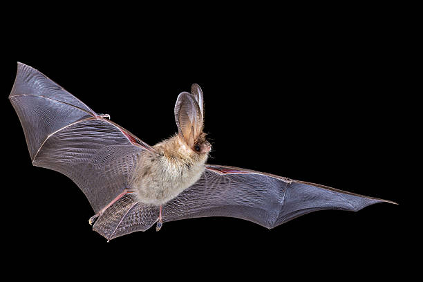 Close-up of a fruit bat hanging upside down