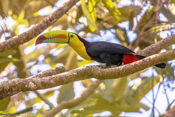 Keel-billed toucan (Ramphastos sulfuratus), also known as sulfur-breasted toucan or rainbow-billed toucan, is a colorful Latin American member of the toucan family. Wildlife scene of nature in Central America