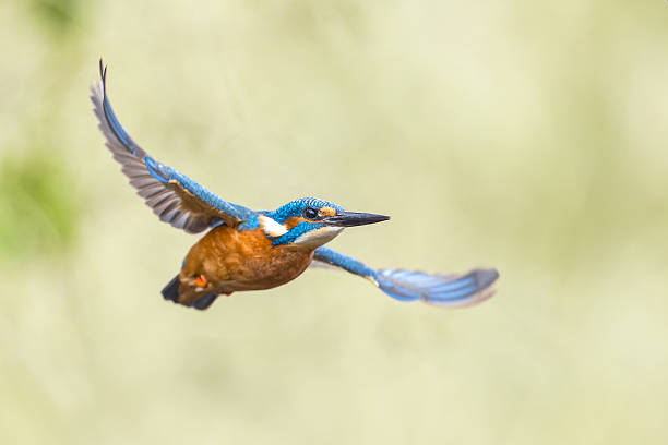 istock Common European Kingfisher Flying 2255718618