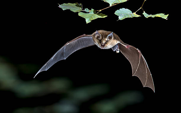 Flying Greater horseshoe bat in forest Flying bat hunting in forest. The Greater horseshoe bat (Rhinolophus ferrumequinum) occurs in Europe, Northern Africa, Central Asia and Eastern Asia. It is the largest of the horseshoe bats in Europe and is thus easily distinguished from other species. bat animal stock pictures, royalty-free photos & images
