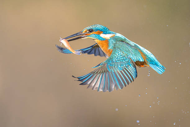 istock Common European Kingfisher Catching Fish 2255718917