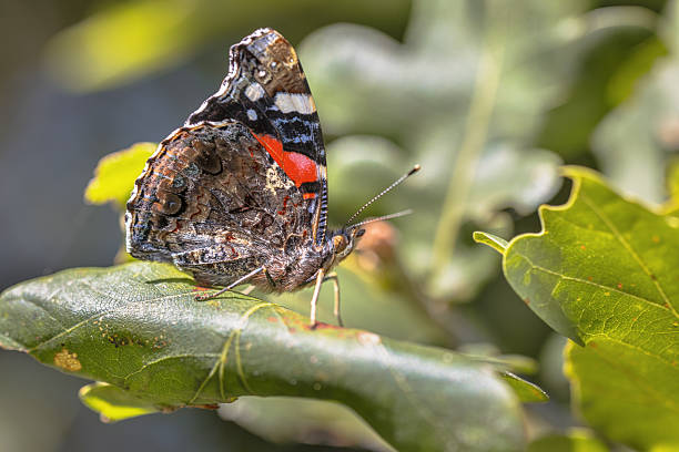 istock Admiral butterfly resting on oak leaf 2255719423