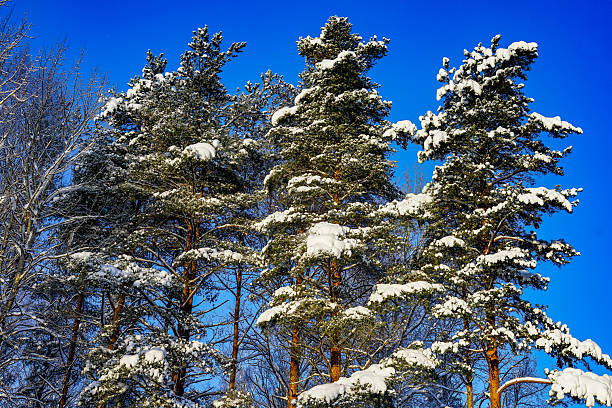 Snow-Covered Pines Against a Winter Blue Sky