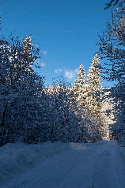 Scenic winter road leading through a snow covered pine forest under a deep blue sky. Pristine fresh snow and frosted evergreen trees create a peaceful and idyllic atmosphere. Ideal for travel and tourism advertising, winter vacation promotions, outdoor lifestyle concepts, Christmas campaigns, and seasonal background designs with copy space