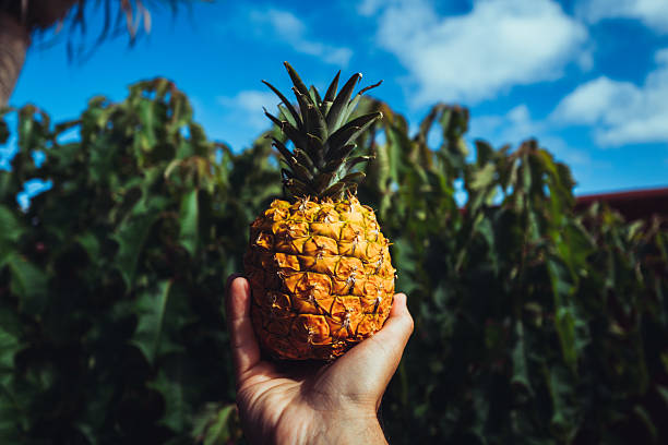 Close-up of a hand holding a ripe pineapple outdoors, with tropical vegetation and blue sky in the background.