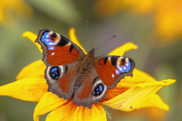 butterfly pollinating a flower. wildlife. colorful detailed macro photo of an insect. close-up. space for text. screensaver. bokeh. butterfly. Aglais io. Nymphalidae.