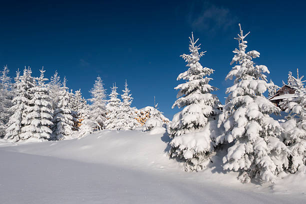 Two majestic evergreen trees stand draped in soft snow, surrounded by a dense forest of firs under a twilight sky.
