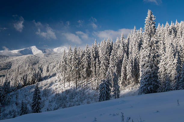 Majestic snow covered mountain peaks rising above a dense evergreen forest in a pristine winter landscape. Fresh snow, frosted trees, and clear blue sky create a peaceful and premium natural atmosphere. Ideal for travel and tourism advertising, winter vacation promotions, outdoor lifestyle concepts, Christmas campaigns, and seasonal background designs with copy space