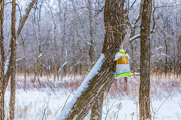 Yellow insect pheromone trap hanging on tree trunk in snowy winter forest. Pest monitoring and agricultural protection concept in cold season nature.