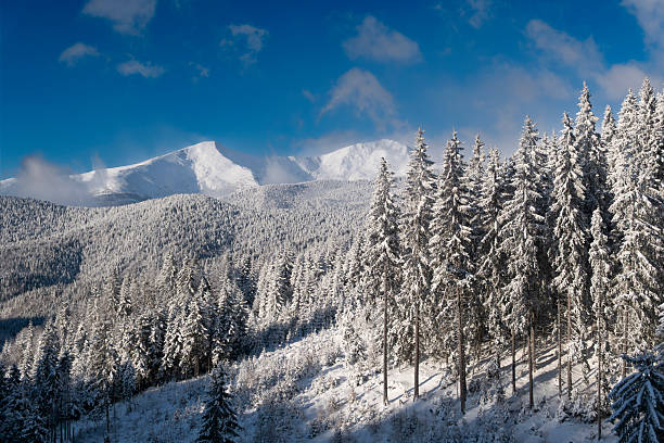 Majestic snow covered mountain peaks rising above a dense evergreen forest in a pristine winter landscape. Fresh snow, frosted trees, and clear blue sky create a peaceful and premium natural atmosphere. Ideal for travel and tourism advertising, winter vacation promotions, outdoor lifestyle concepts, Christmas campaigns, and seasonal background designs with copy space