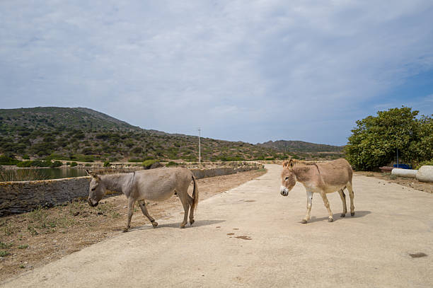 Temples, Churches, Towers and the  beautiful Aegean waters of Amorgos Island Greece, Katapola, Tholaria, Fikiada, Big Blue, Chozoviotissa monastery and a Mule.