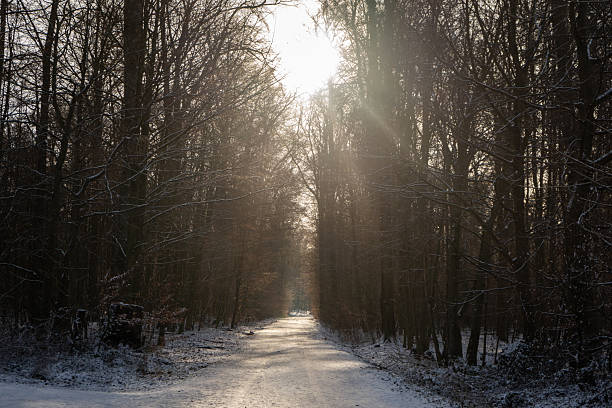 Sunlight filtering through trees on a snow-covered forest trail. A peaceful winter scene with long shadows and soft, glowing light. Ideal for winter walks and outdoor tranquility.