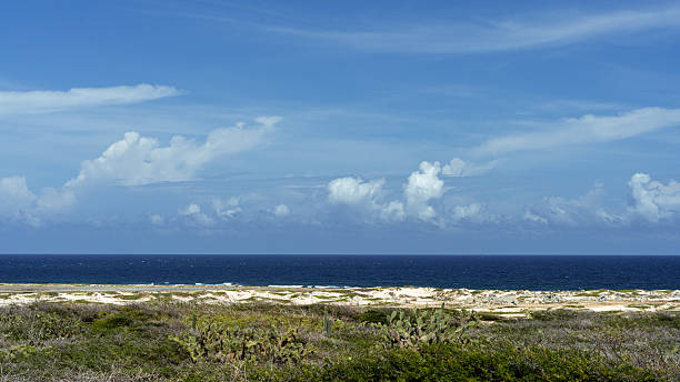 Arid coastline of aruba with desert vegetation meeting the deep blue caribbean sea under a cloudy sky
