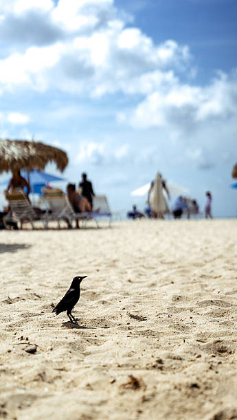 istock Black tropical bird walking on white sand beach in aruba 2255741361
